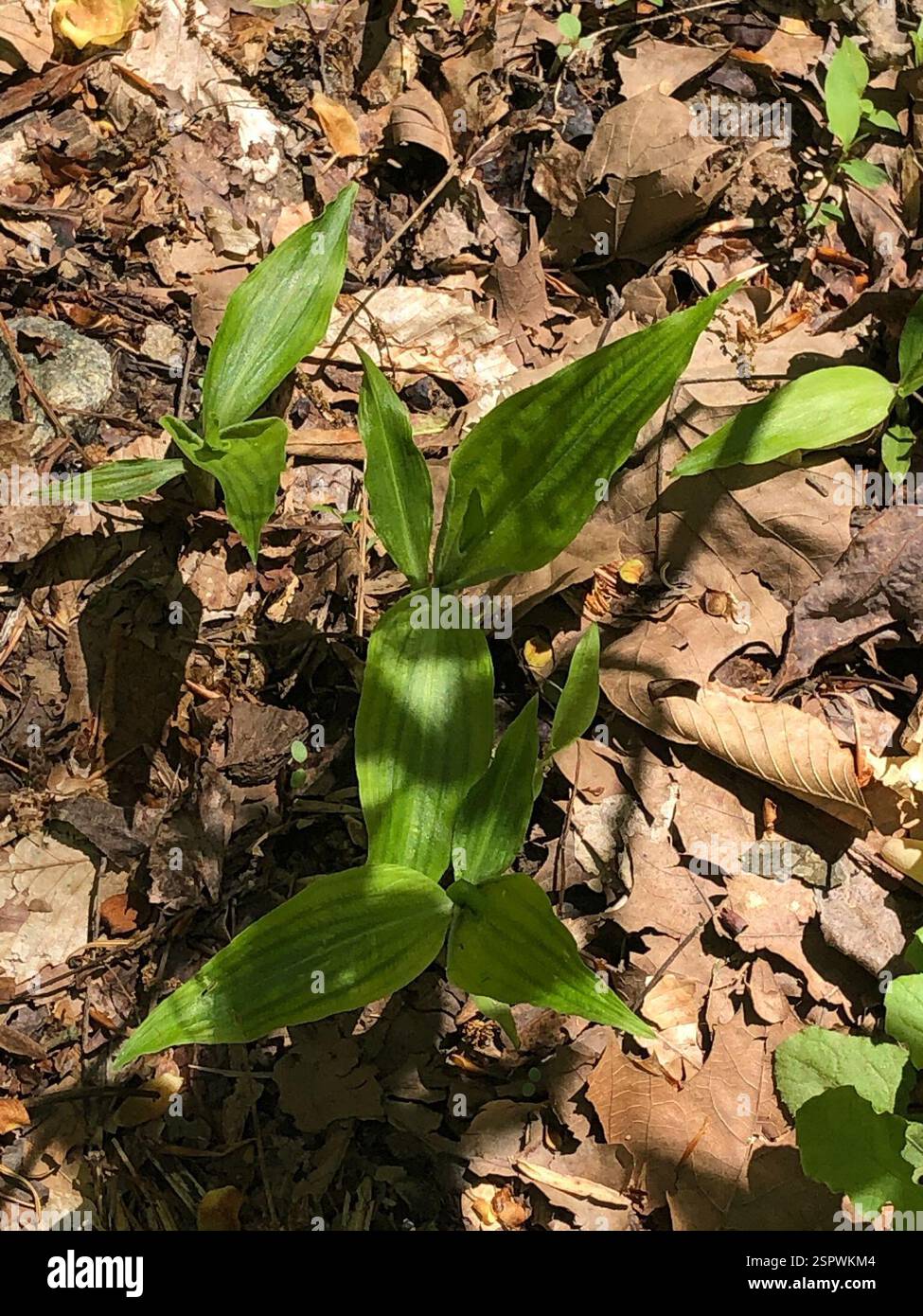 Piante (Plantae), Plantae, Emory University, Decatur, GA, NOI Foto Stock