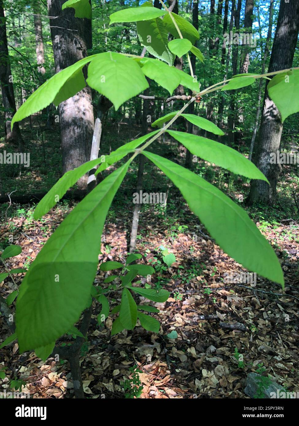 Noce mockernut (Carya tomentosa), Plantae, Emory University, Decatur, GA, NOI Foto Stock
