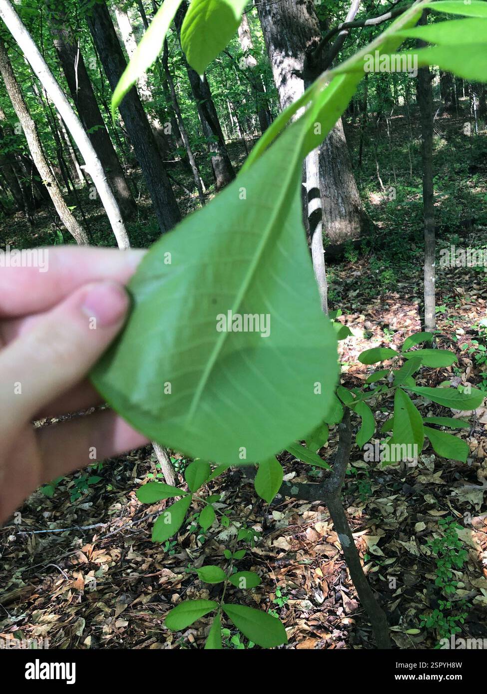Noce mockernut (Carya tomentosa), Plantae, Emory University, Decatur, GA, NOI Foto Stock