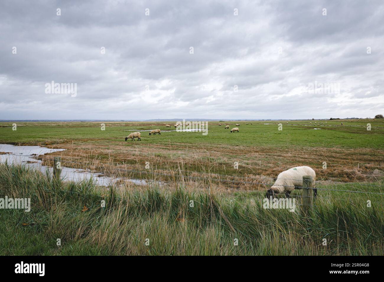 Pecore che pascolano su un prato, Francia Foto Stock