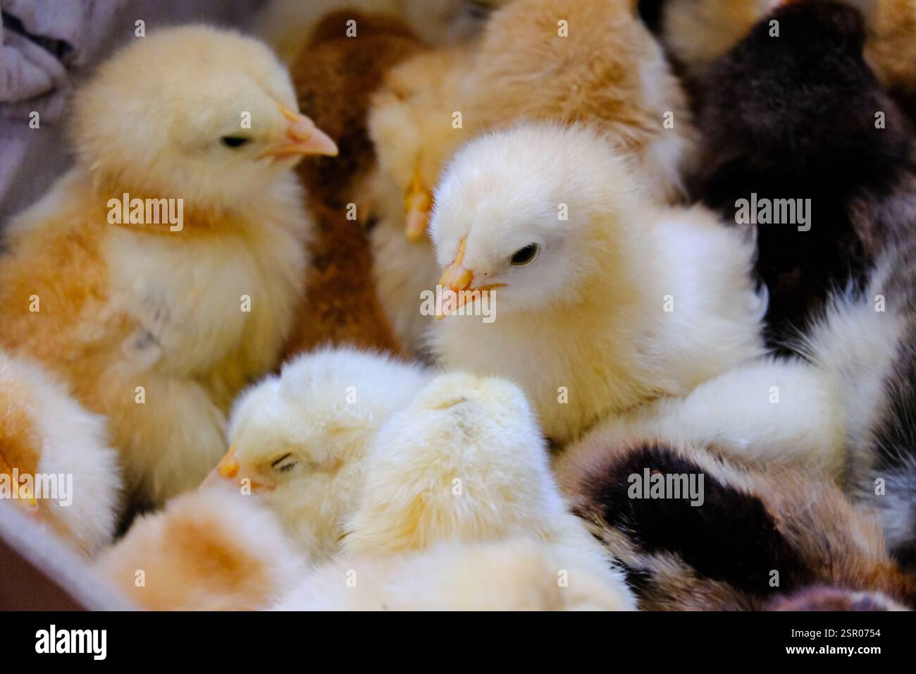 Un pollo di un giorno in una piccola fattoria. Schiusa Foto Stock