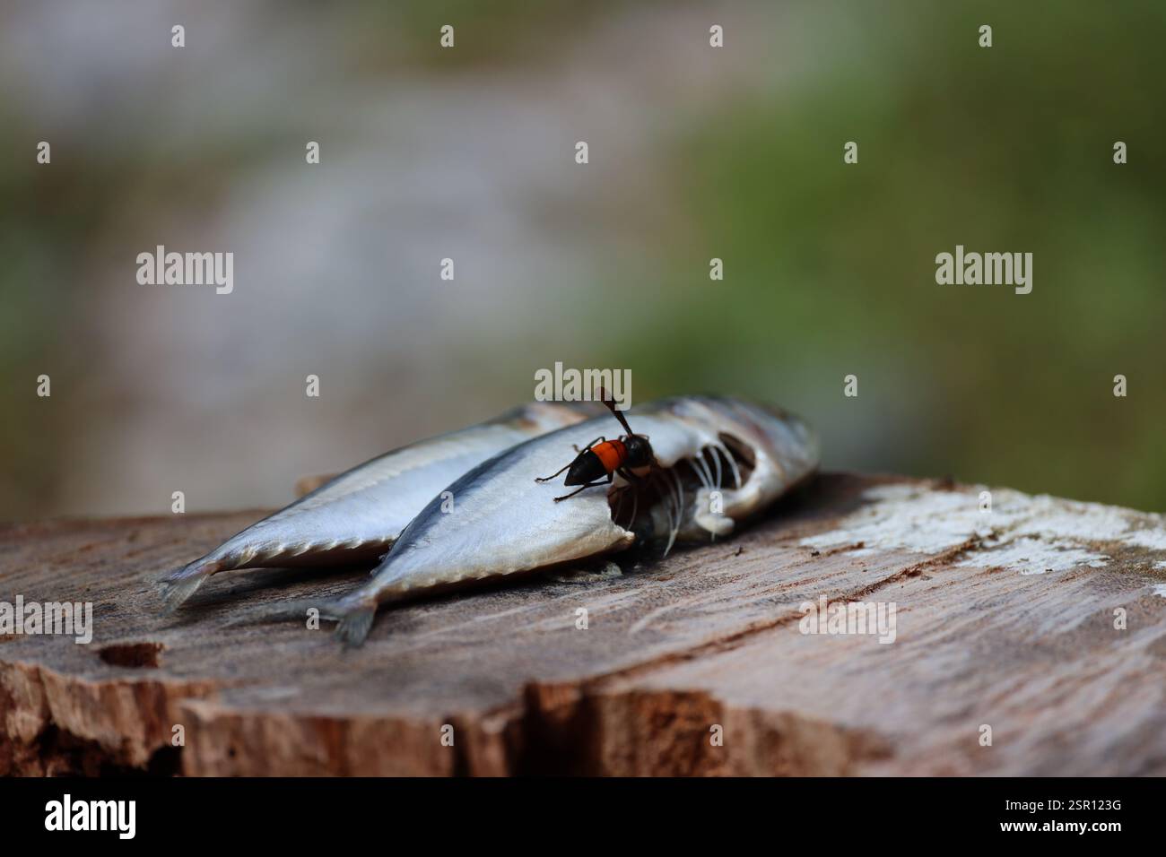 banchetto di api o di vespe con pesci su tavole di legno (primo piano, macro) Foto Stock