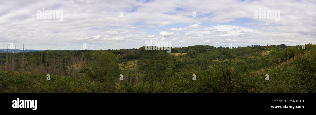 Foto panoramica di una foresta tedesca in estate. Problemi ambientali della natura dovuti al riscaldamento globale Foto Stock