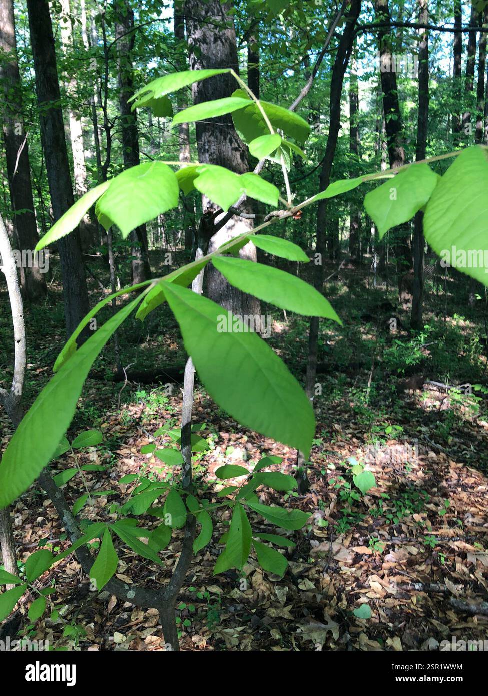 Noce mockernut (Carya tomentosa), Plantae, Emory University, Decatur, GA, NOI Foto Stock