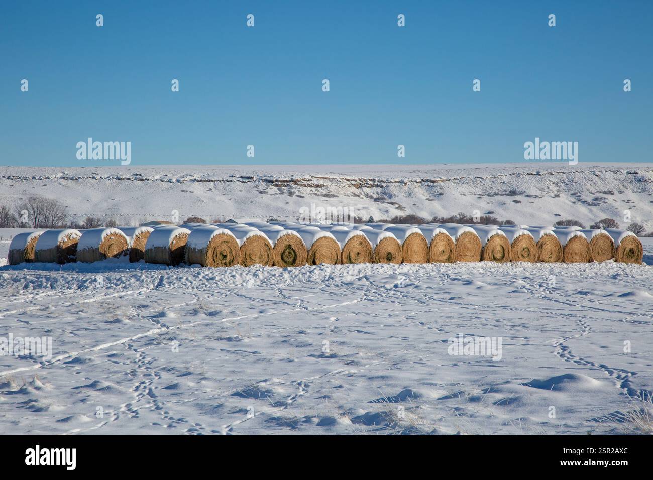 Balle di fieno di erba medica sormontate da uno strato di neve sembrano delle delizie smerigliate. A seconda del clima freddo e delle dimensioni della mandria, tutte le balle scompariranno entro la tarda primavera. Foto Stock