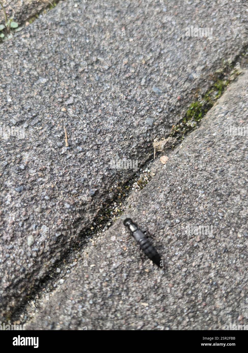 (Tasgius ater), Insecta, Bothell, WA 98011, USA Foto Stock