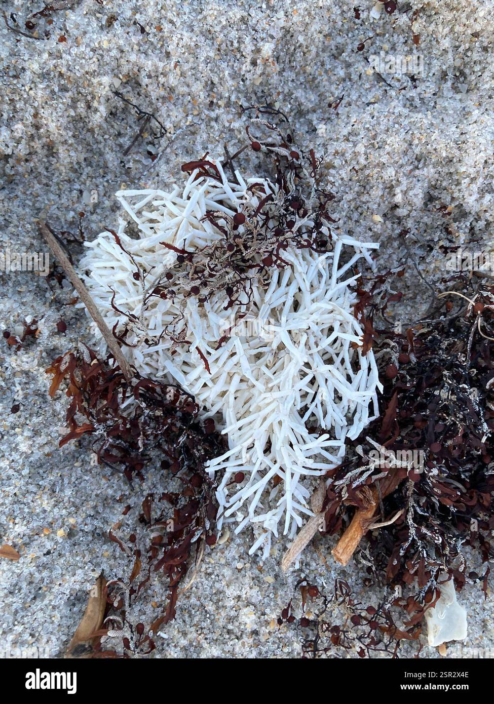 Alghe rosse (Rhodophyta), Plantae, Straits of Florida, Hollywood, FL, NOI Foto Stock