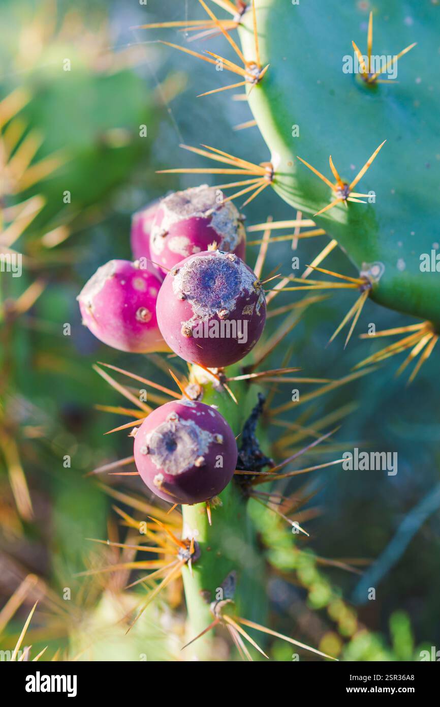Primo piano di cactus di fichi d'India con spine affilate e frutta viola matura. Foto Stock
