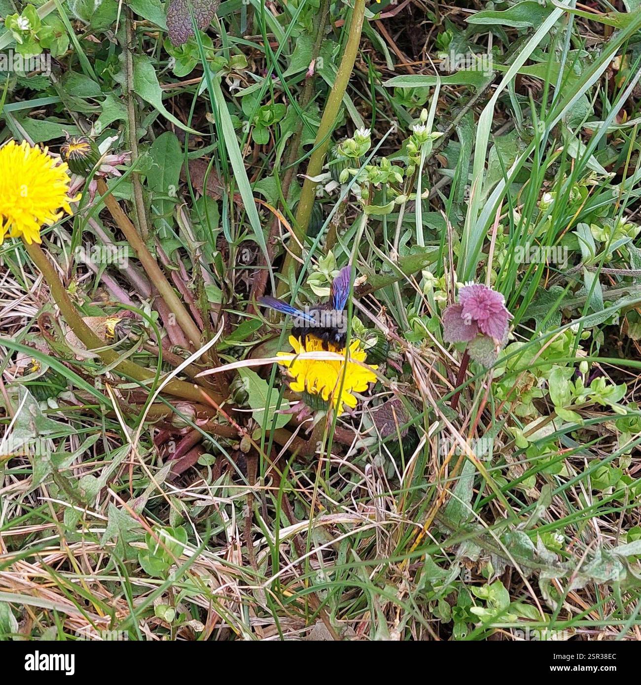 (Xylocopa), Insecta, Teltow-Fläming, DE-BR, DE Foto Stock
