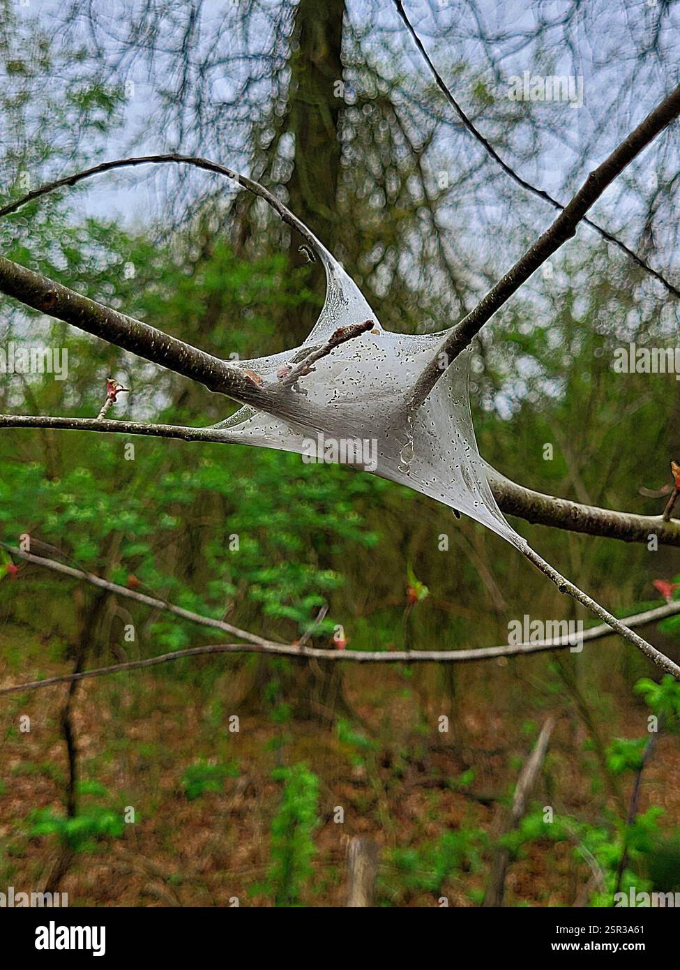 Eastern Tent Caterpillar Moth (Malacosoma americana), Insecta, Richland Township, Pennsylvania, USA Foto Stock