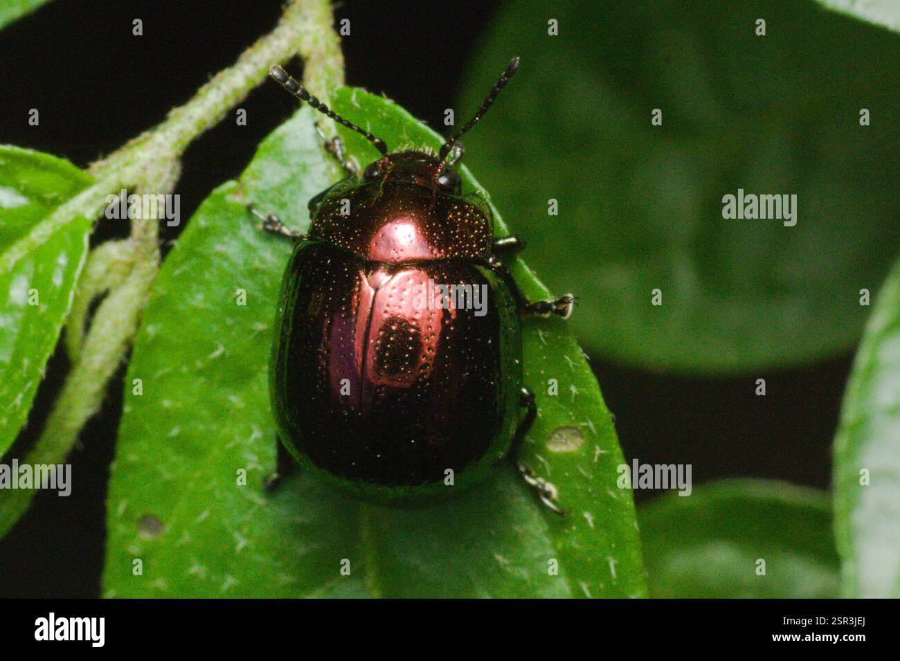 (Doryphorini), Insecta, Trilhas do PE. Do Turvo - Derrubadas - RS, 98528-000, Brasile, c'era un altro individuo che era meno rosso e più verde nella stessa pianta Foto Stock