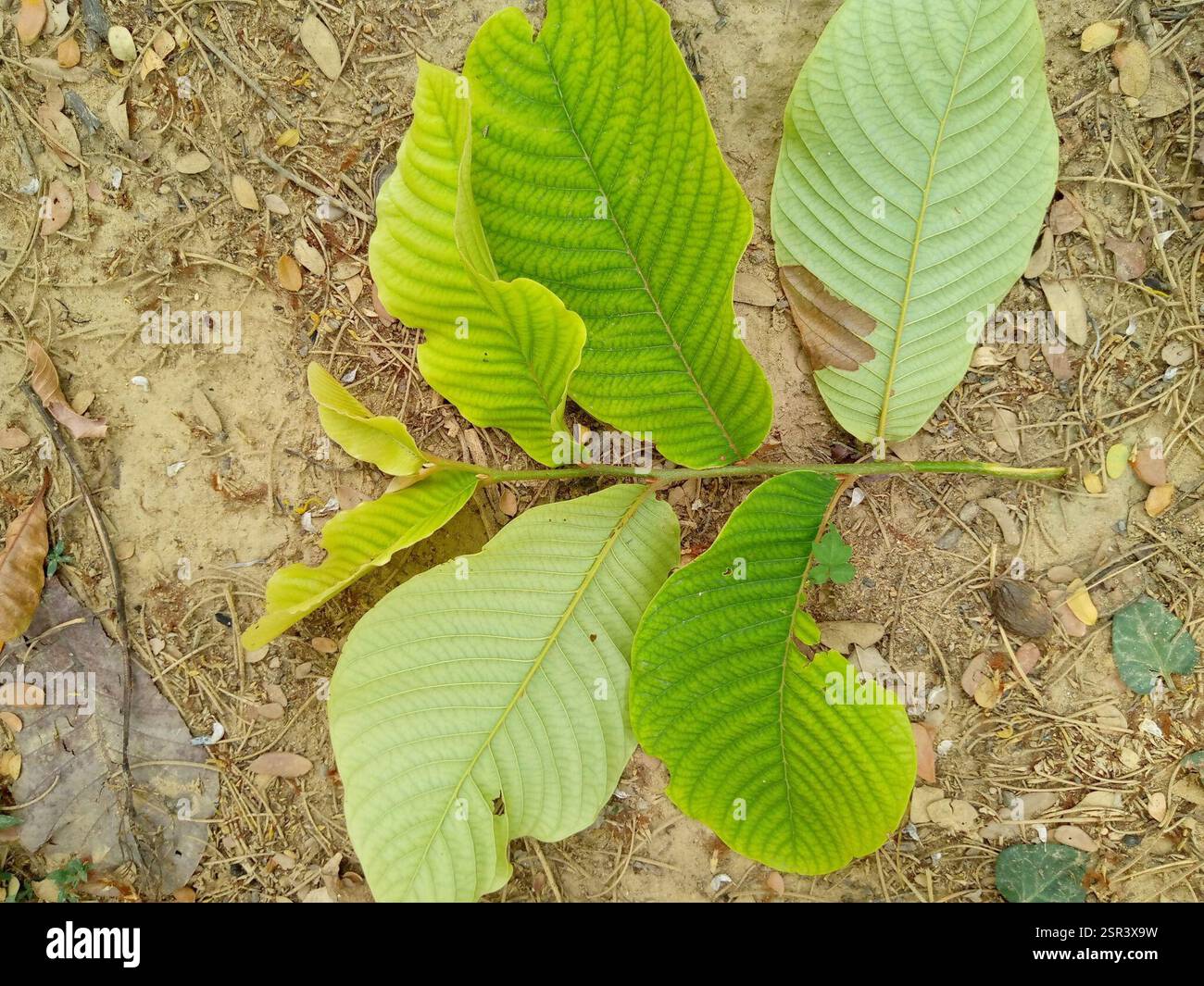 Soncoya (Annona purpurea), Plantae, 362V+3PJ, Guanare 3350, Portuguesa, Venezuela, la turagua: es un árbol de 6 a 10 metros de altura Máxima pertenece a la familia de las Annonaceae. Hojas grandes, vellosas y flores muy fragantes. El fruto es redondeado, de 15 a 20 cm de ancho y cubierto con una piel marrón de textura afieltrada con proyecciones en forma de garfio. La pulpa, de color anaranjado, es similar en olor, apariencia y sabor a la del mango. Contiene muchas semillas. [Fuente wikipedia] Foto Stock