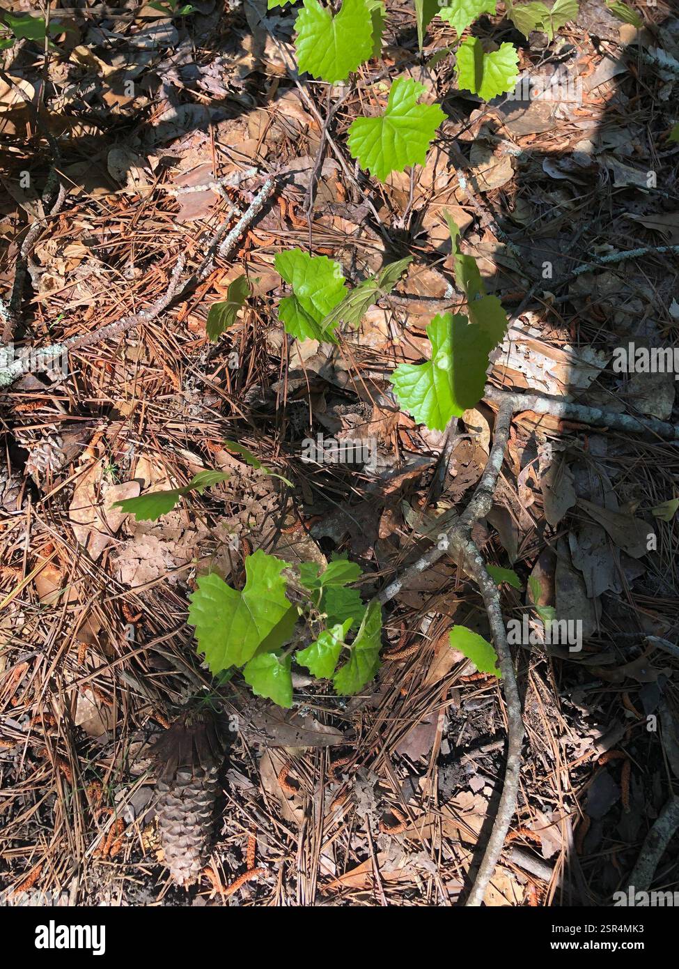 Muscadina (Vitis rotundifolia), Plantae, Emory University, Decatur, GA, NOI Foto Stock