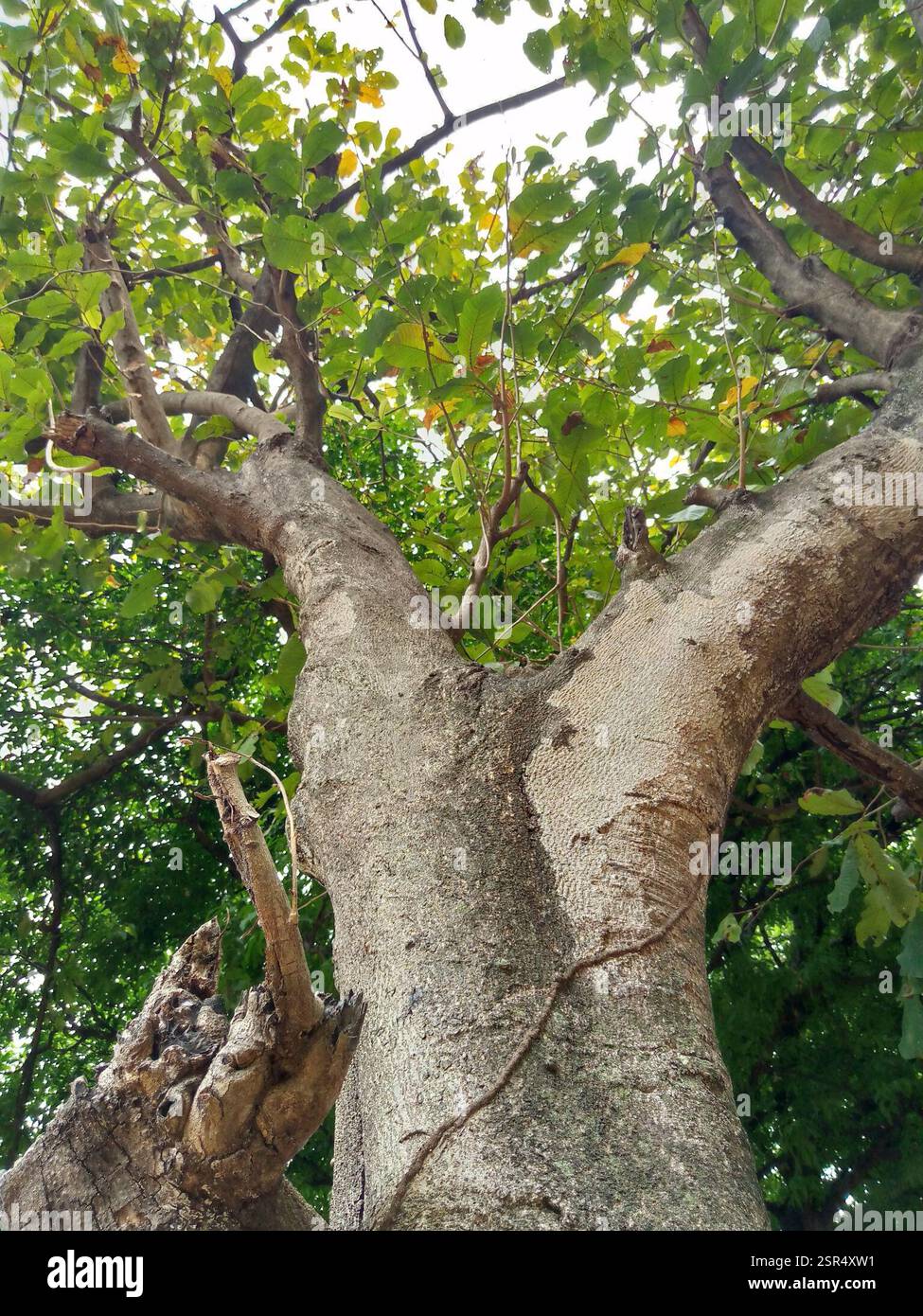 Soncoya (Annona purpurea), Plantae, 362V+3PJ, Guanare 3350, Portuguesa, Venezuela, la turagua: es un árbol de 6 a 10 metros de altura Máxima pertenece a la familia de las Annonaceae. Hojas grandes, vellosas y flores muy fragantes. El fruto es redondeado, de 15 a 20 cm de ancho y cubierto con una piel marrón de textura afieltrada con proyecciones en forma de garfio. La pulpa, de color anaranjado, es similar en olor, apariencia y sabor a la del mango. Contiene muchas semillas. [Fuente wikipedia] Foto Stock