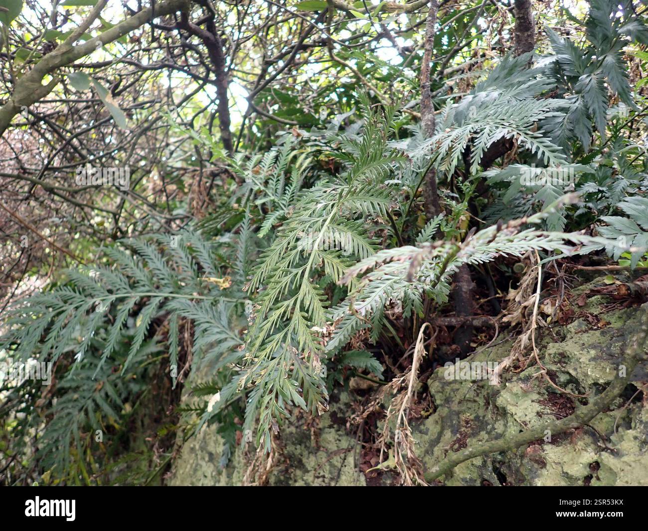 (Asplenium chathamense x lyallii), Plantae, Isole Chatham, Rekohu (isola Chatham), te Whanga, Motuhinahina, localmente comune su affioramenti calcarei - di solito con Asplenium lyallii (esempi dei quali possono essere visti a destra di questo presunto ibrido, ma vedere anche https://inaturalist.nz/observations/148885126 per puro A. lyallii di quest'isola). Si presume che sia questo ibrido sulla base della morfologia delle fronde intermedie tra i presunti genitori A. chathamense (comune sull'isola) e A. lyallii (abbondante sull'isola). Un'altra possibilità è che questo sia un ibrido che coinvolge A. oblongifolium (uno Foto Stock