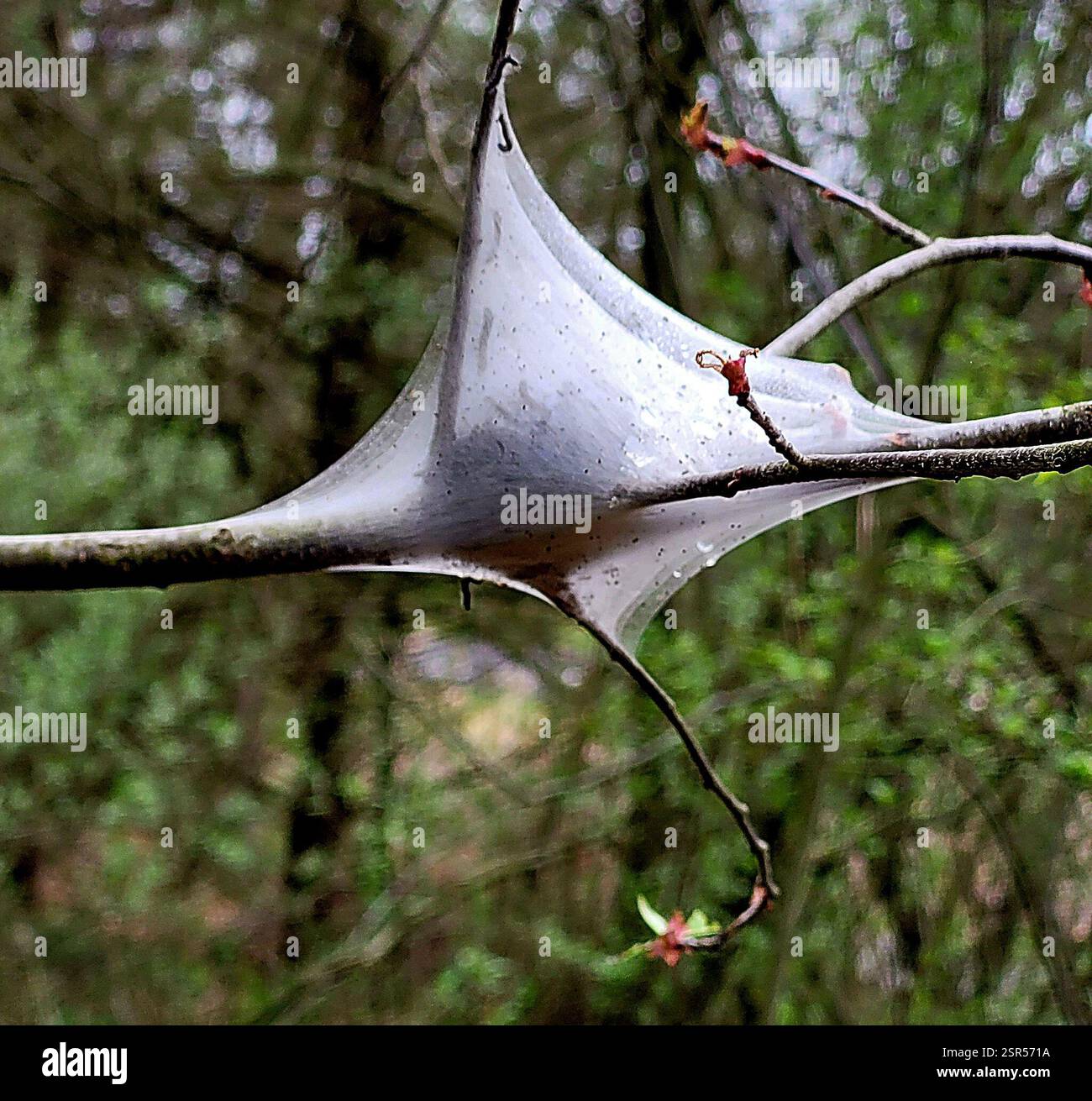Eastern Tent Caterpillar Moth (Malacosoma americana), Insecta, Richland Township, Pennsylvania, USA Foto Stock