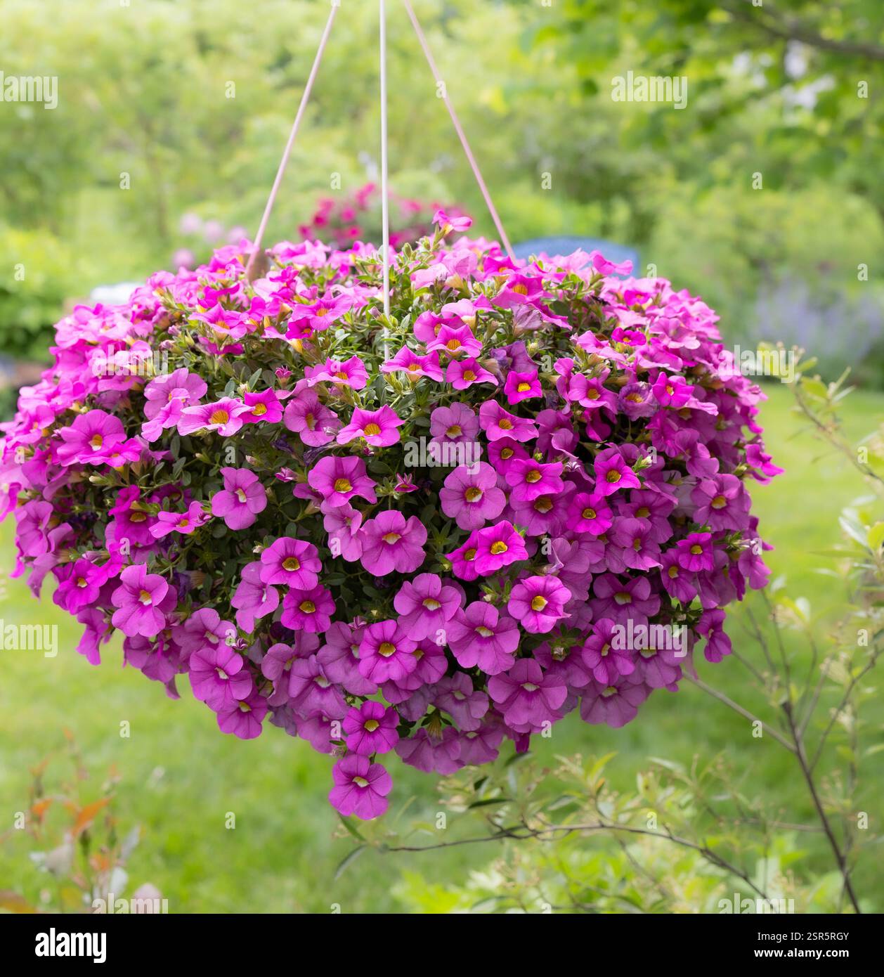 Niente grida più di un primo piano di un cesto appeso di milioni di campane, pieno di minuscoli fuchsia, calibrachoa rosa e ripido. Foto Stock