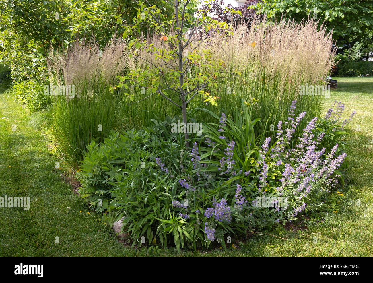 Karl Foerster Reed Grass, Calamagrostis, Grasse con i loro pennacchi piuma, manierismo con un aspetto verticale audace, si mescolano con nepeta, zinnie. Foto Stock