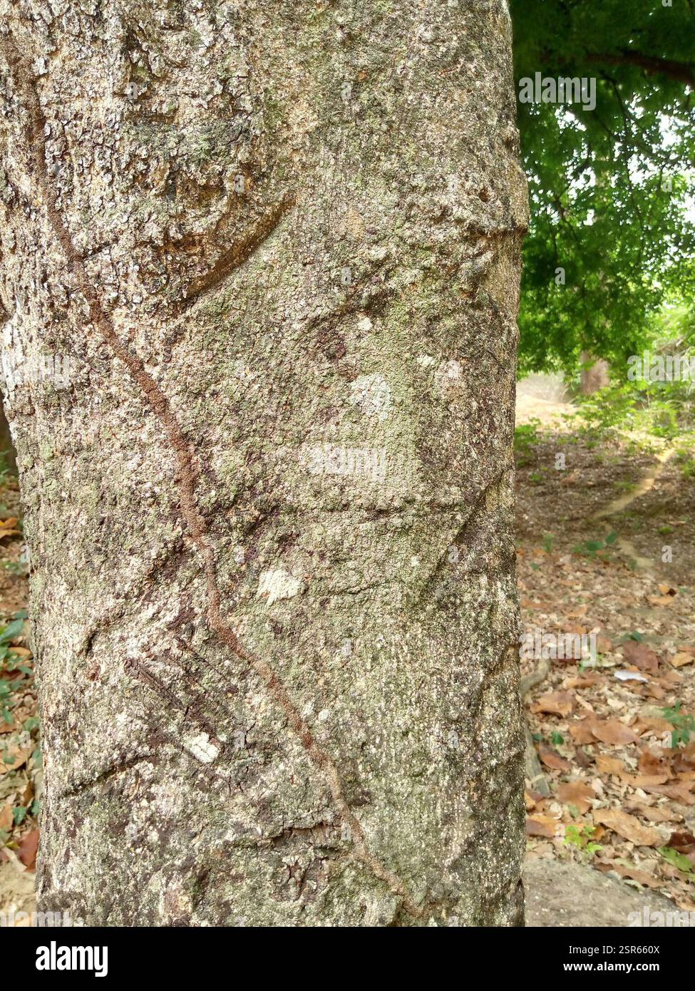Soncoya (Annona purpurea), Plantae, 362V+3PJ, Guanare 3350, Portuguesa, Venezuela, la turagua: es un árbol de 6 a 10 metros de altura Máxima pertenece a la familia de las Annonaceae. Hojas grandes, vellosas y flores muy fragantes. El fruto es redondeado, de 15 a 20 cm de ancho y cubierto con una piel marrón de textura afieltrada con proyecciones en forma de garfio. La pulpa, de color anaranjado, es similar en olor, apariencia y sabor a la del mango. Contiene muchas semillas. [Fuente wikipedia] Foto Stock