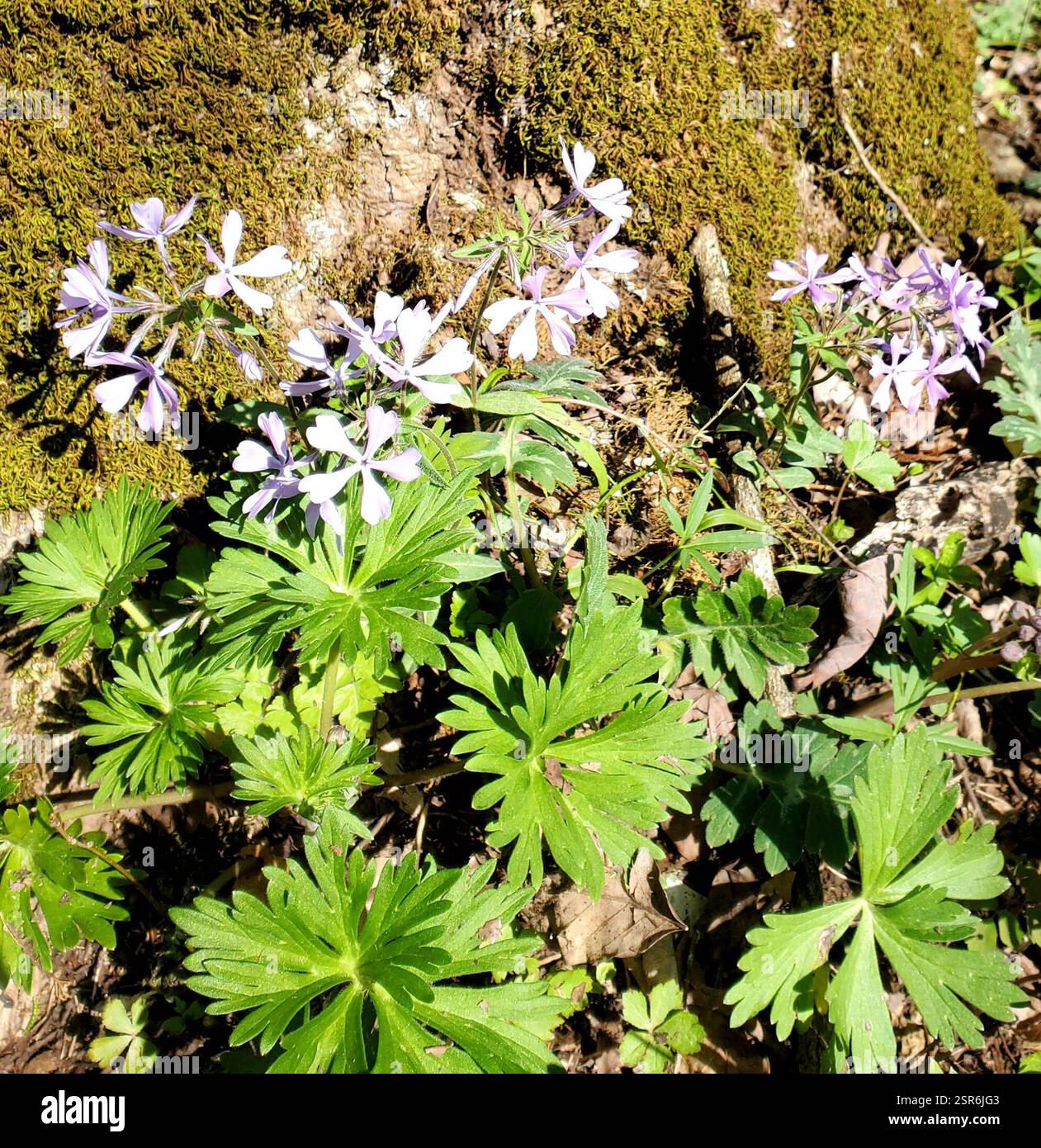 Blue phlox (Phlox divaricata), Plantae, Lexington, KY 40515, Stati Uniti, (fogliame di Larkspur in primo piano) Foto Stock