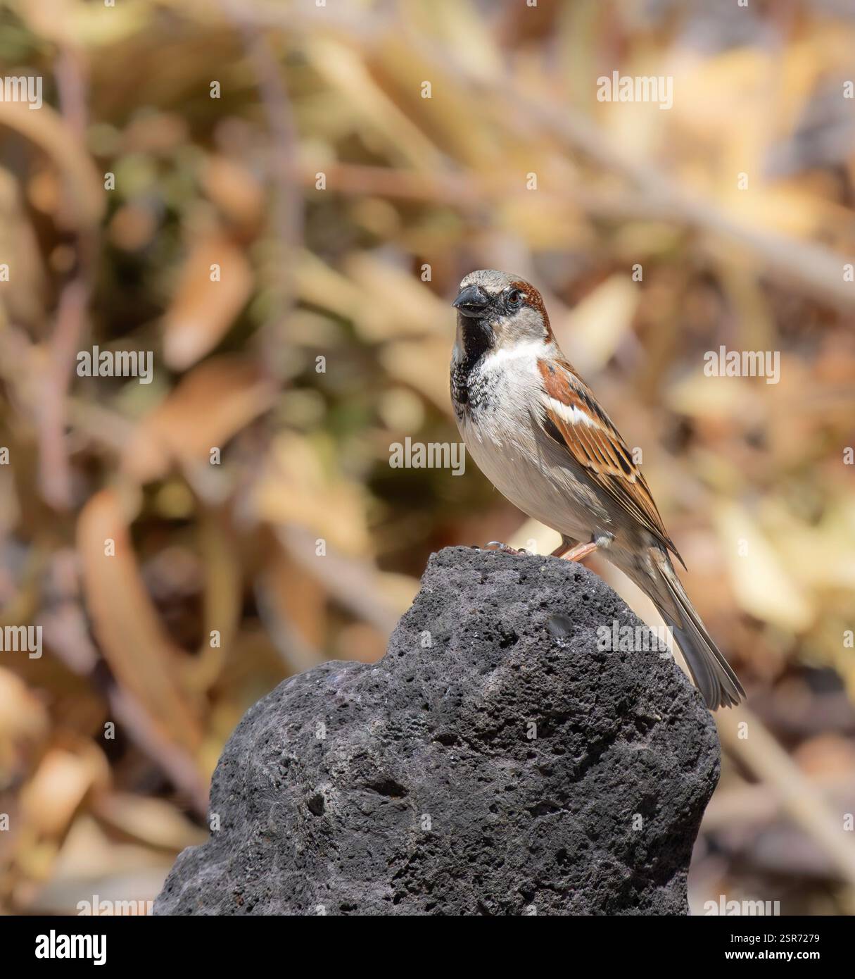 Una Casa Sparrow in Arizona Foto Stock