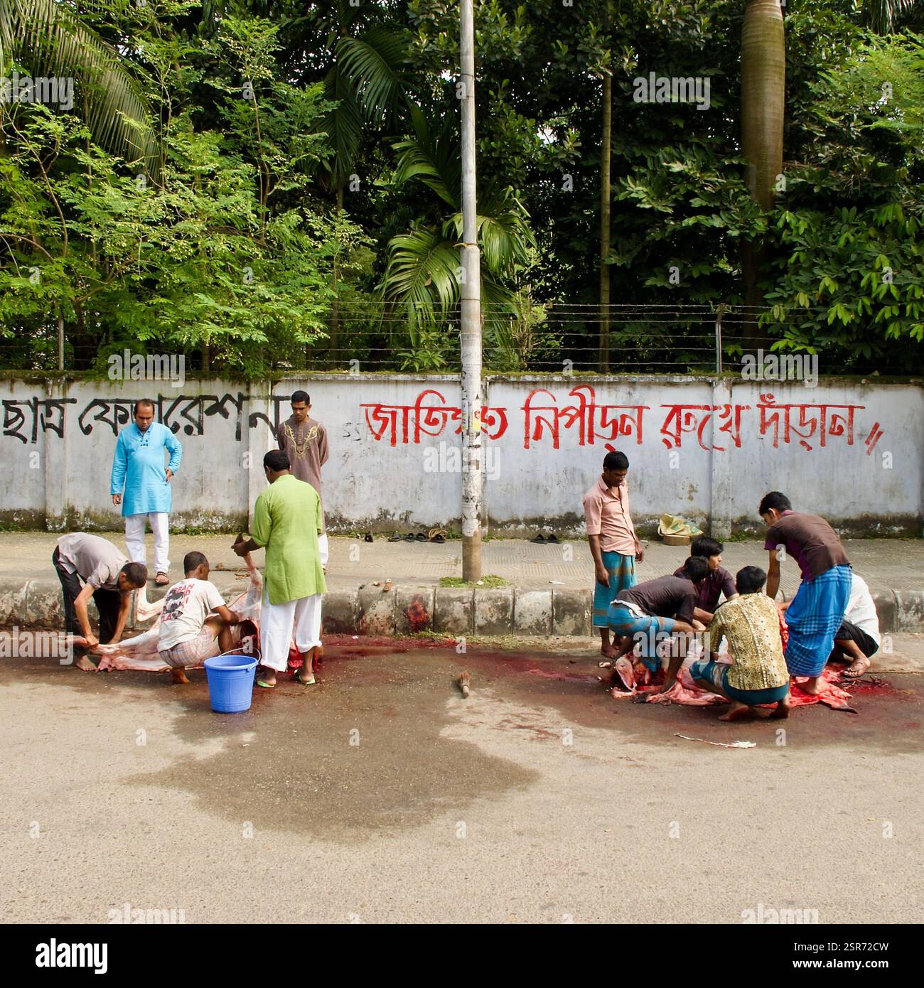Le persone eseguono sacrifici di animali di Eid-ul-Azha per le strade del campus universitario di Dhaka, in Bangladesh, come parte delle festività religiose. Foto Stock