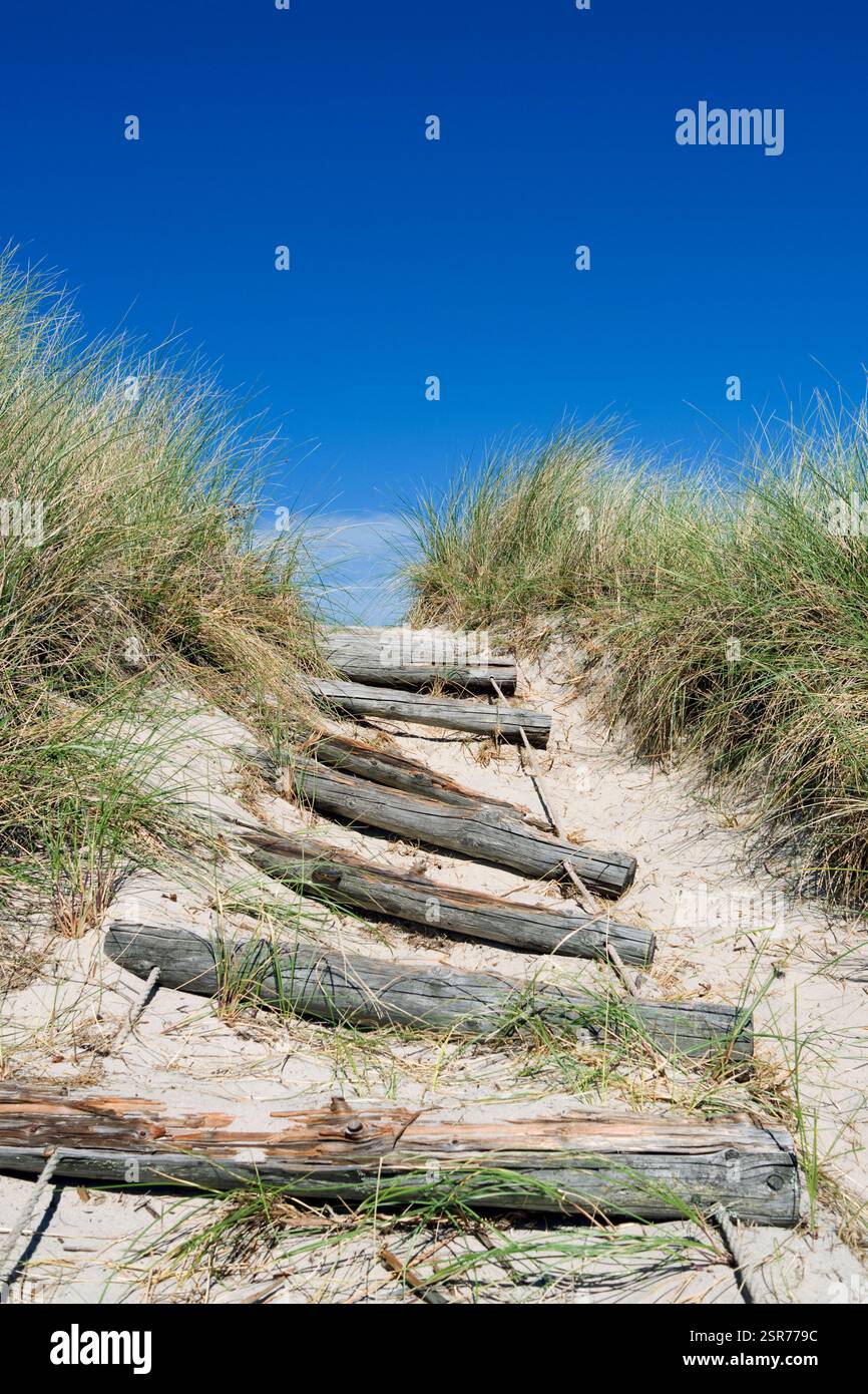 Laesoe, Danimarca: Accesso alla spiaggia attraverso le dune di Hvidde Bakker Foto Stock