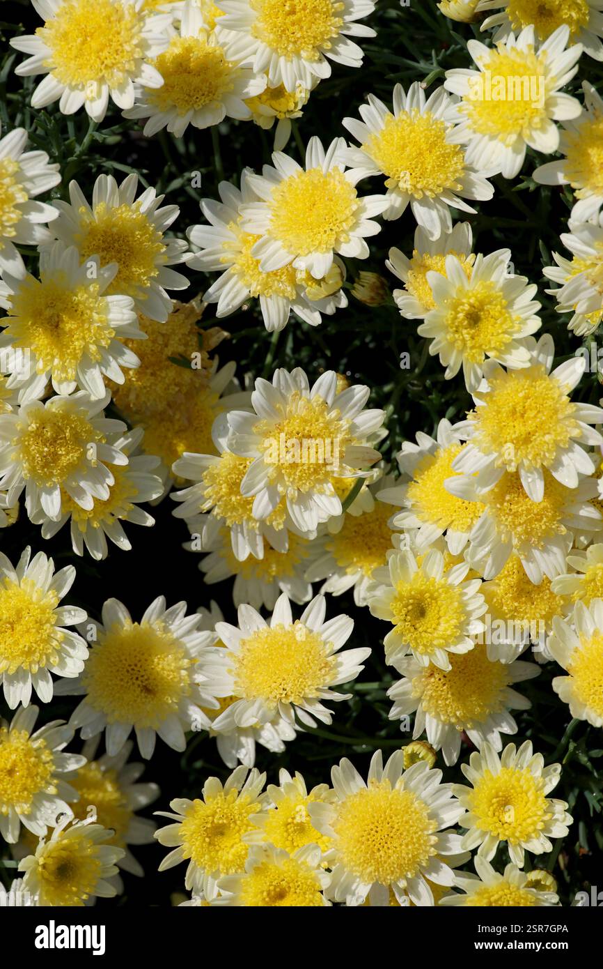 Foto del materiale di sfondo di un primo piano di un fiore di una sogliola argirantemo Foto Stock