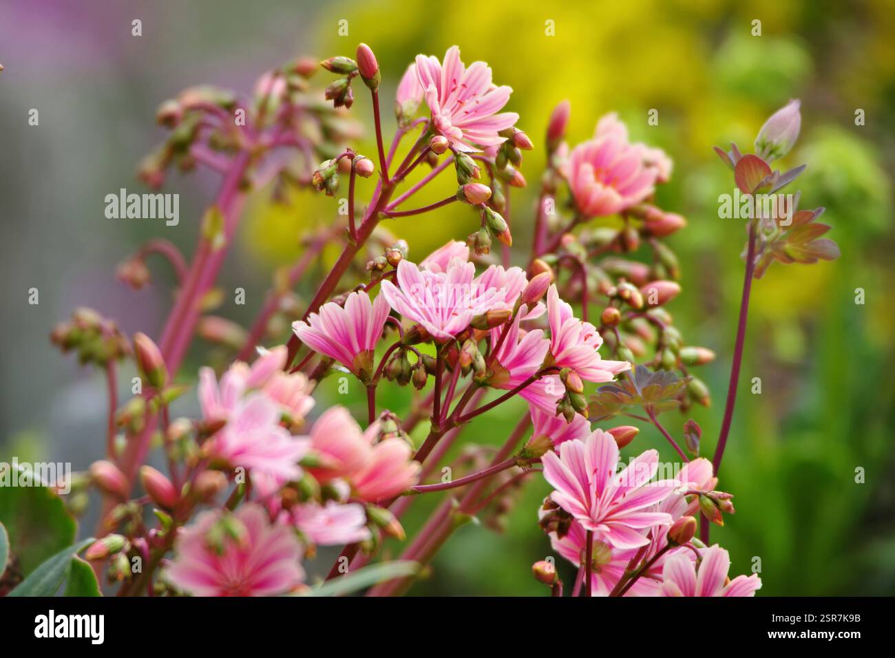 Lewisia cotyledon, Siskiyou lewisia o cameriere della scogliera è una perenne resistente Foto Stock