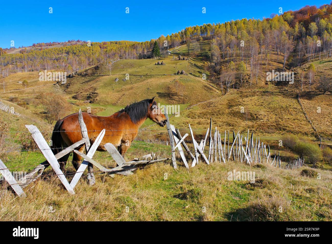 Fundatura Ponorului sul sentiero escursionistico di via Transilvanica in Transilvania, Romania Foto Stock