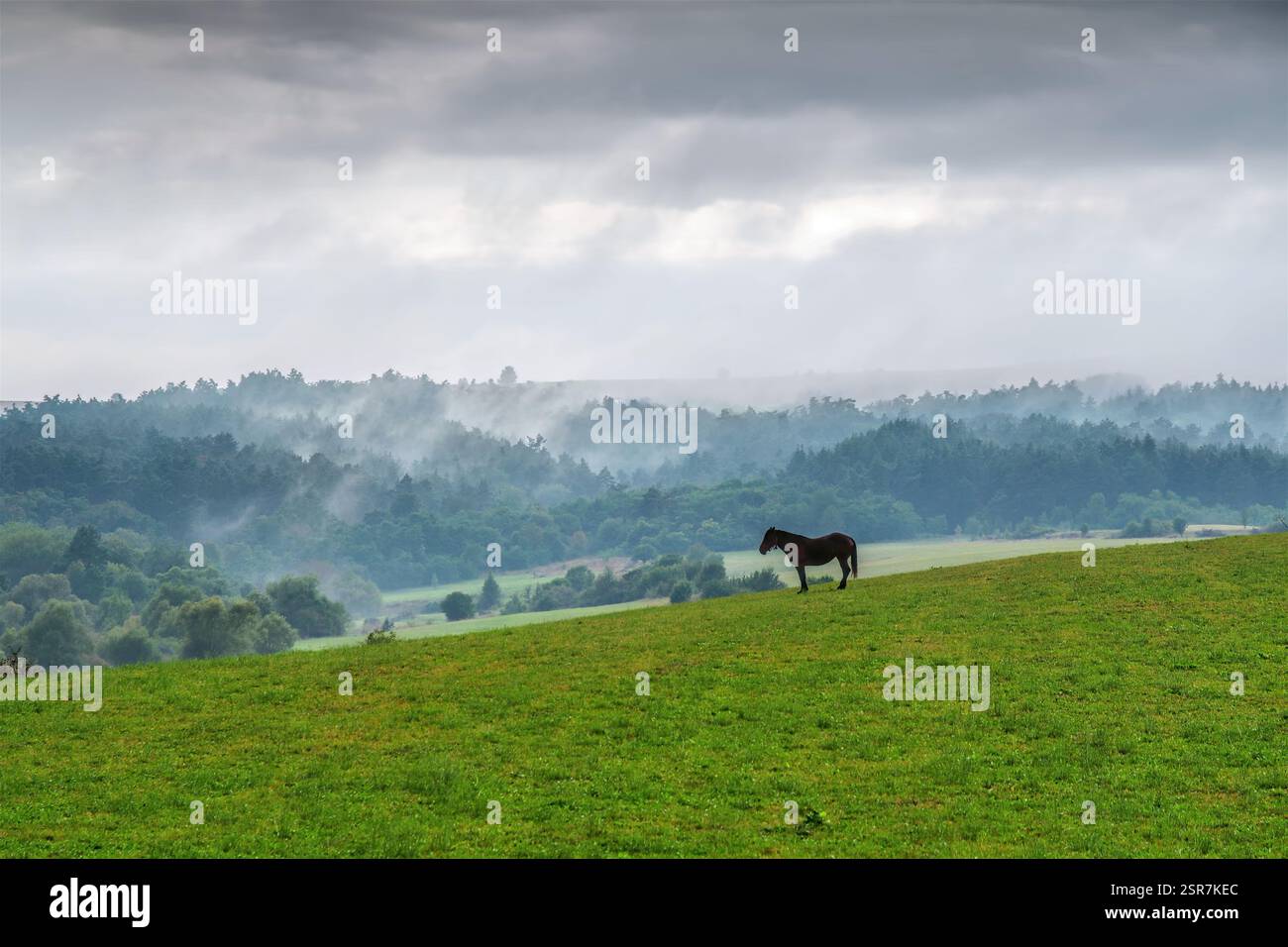 Paesaggio con cavallo nero in Transilvania nella nebbia dopo la pioggia in Romania Foto Stock