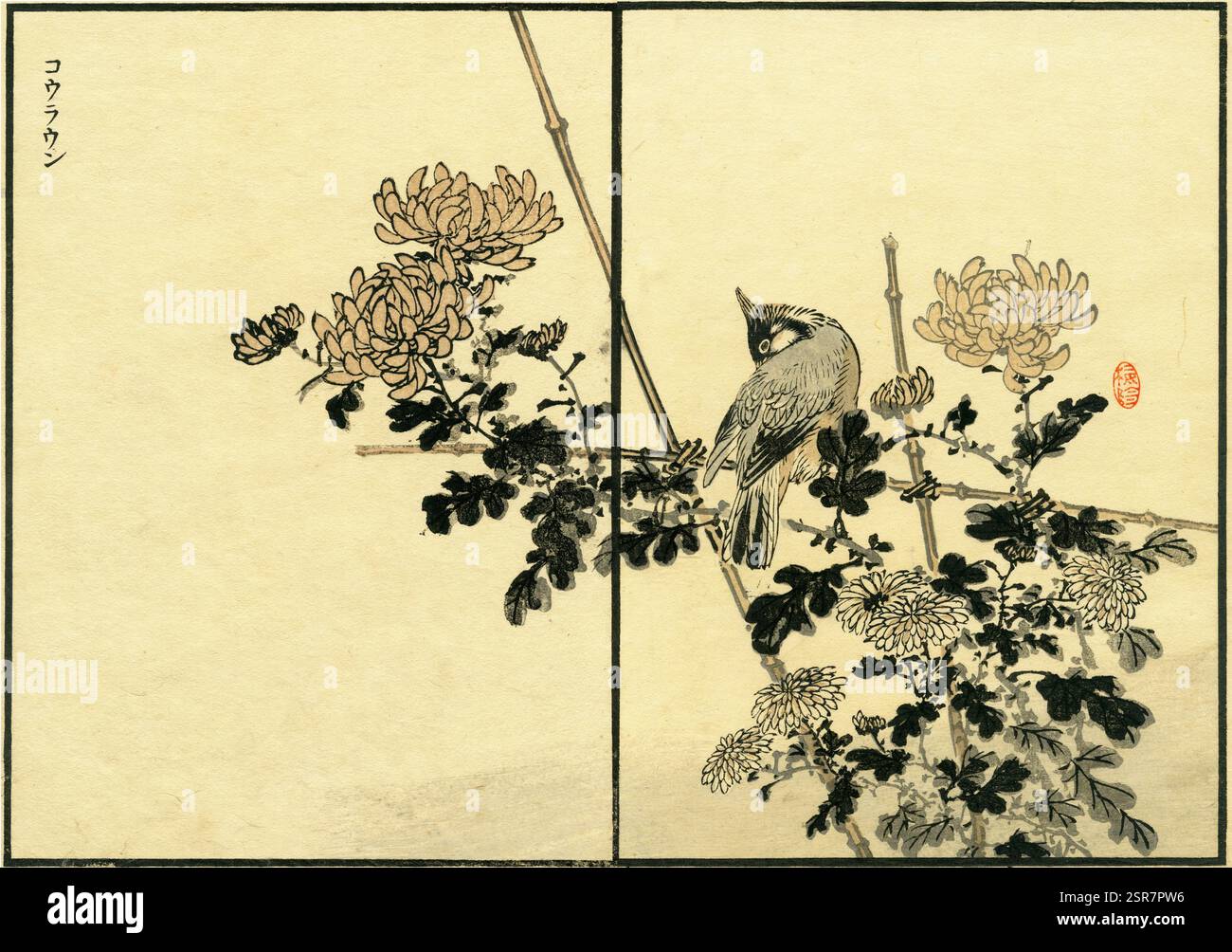 Bulbul e Chrysanthemum con baffi rossi ( Pycnonotus jocosus / Chrysanthemum x morifolium ) / Kono Bairei album di cento uccelli 1881 Foto Stock
