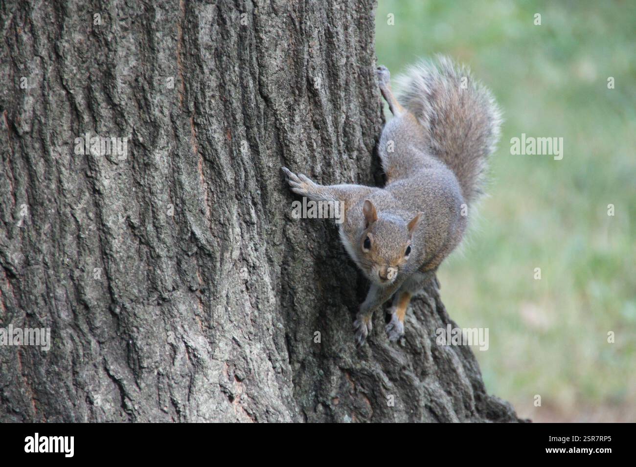 Parco di New York City: Uno scoiattolo grigio orientale si getta su un tronco di albero ruvido, la sua coda cespugliosa un lampo di marrone mentre sale. Un rapido e agile per Foto Stock