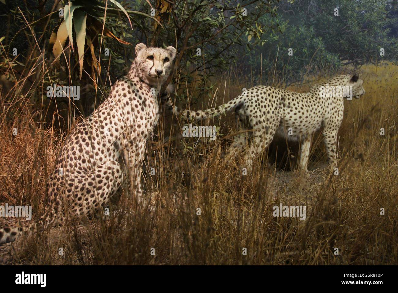 New York, Manhattan. Le voci aumentano per un futuro più verde. Una folla diversificata, unita nello scopo, marcia con cartelli e striscioni. Questa scena si estende oltre un Foto Stock