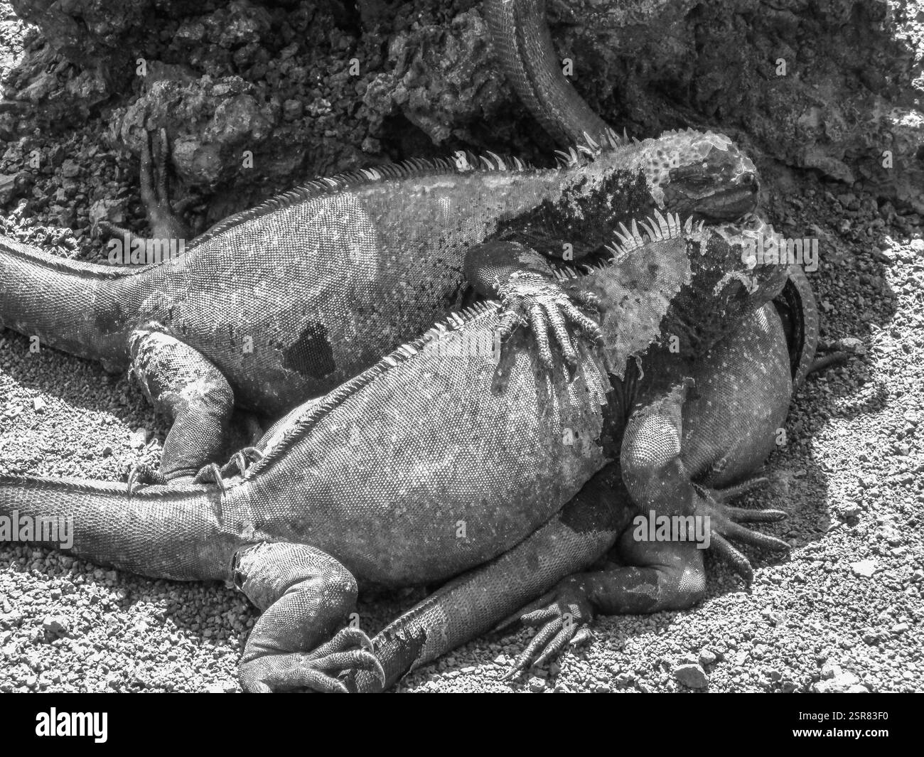 Iguane Marine sull isola di Santiago in Galapagos National Park, Ecuador. Iguana marina si trova solo sulle isole Galapagos Foto Stock