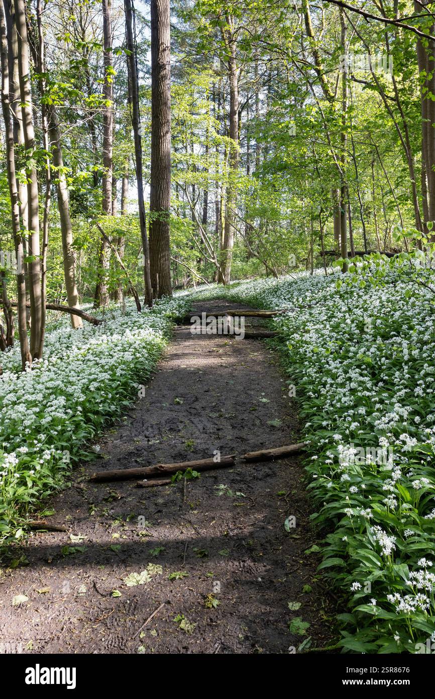 Splendida vista primaverile dei Raspaillebos, un'area forestale nelle Ardenne fiamminghe nella provincia belga delle Fiandre orientali vicino alla città di Geraardsbe Foto Stock