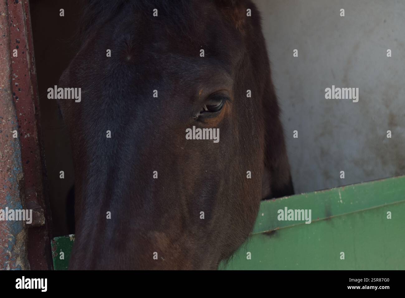 Questo affascinante cavallo marrone trasuda carezza poichè riposa tranquillamente in una stalla accogliente, con una porta verde vibrante e pareti color crema che creano un W Foto Stock