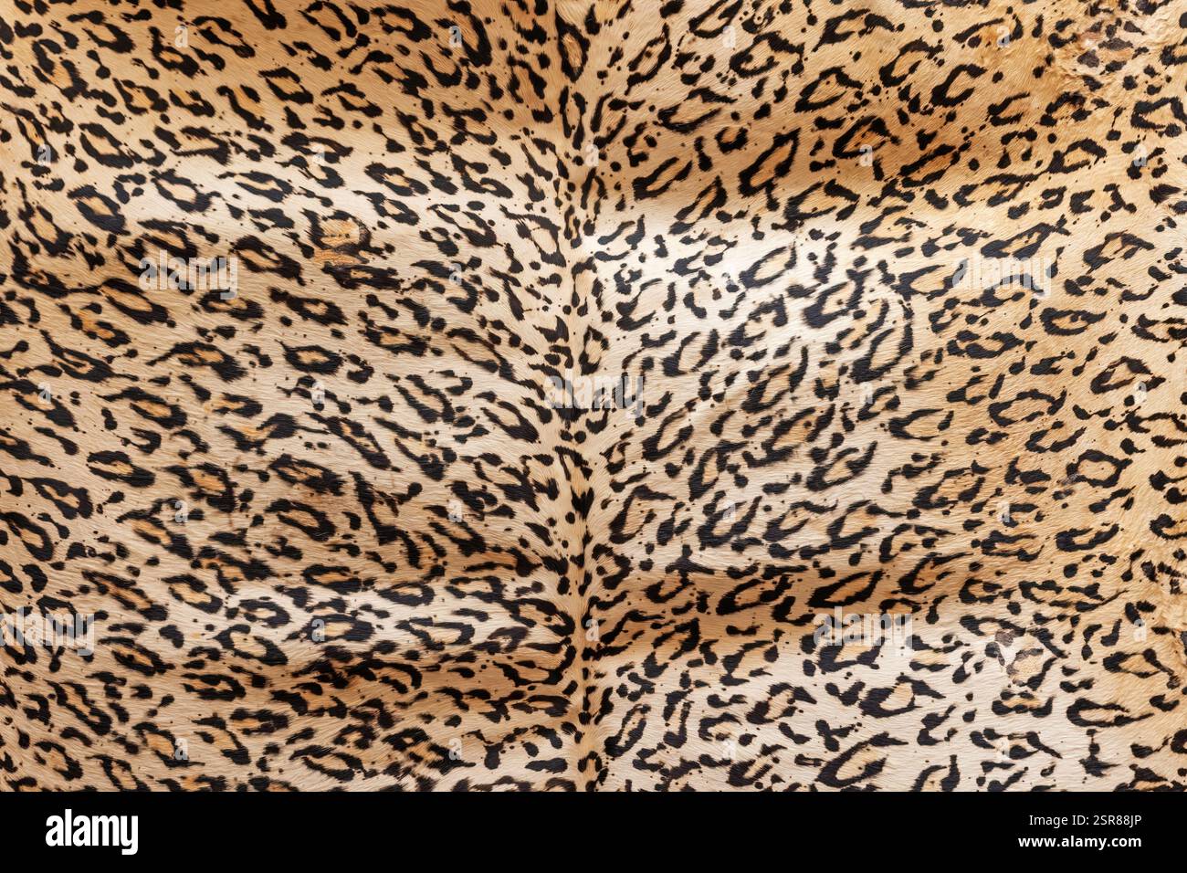 Sfondo pelle leopardata. Pelle abbronzata allungata sul muro. Orizzontalmente. Foto Stock