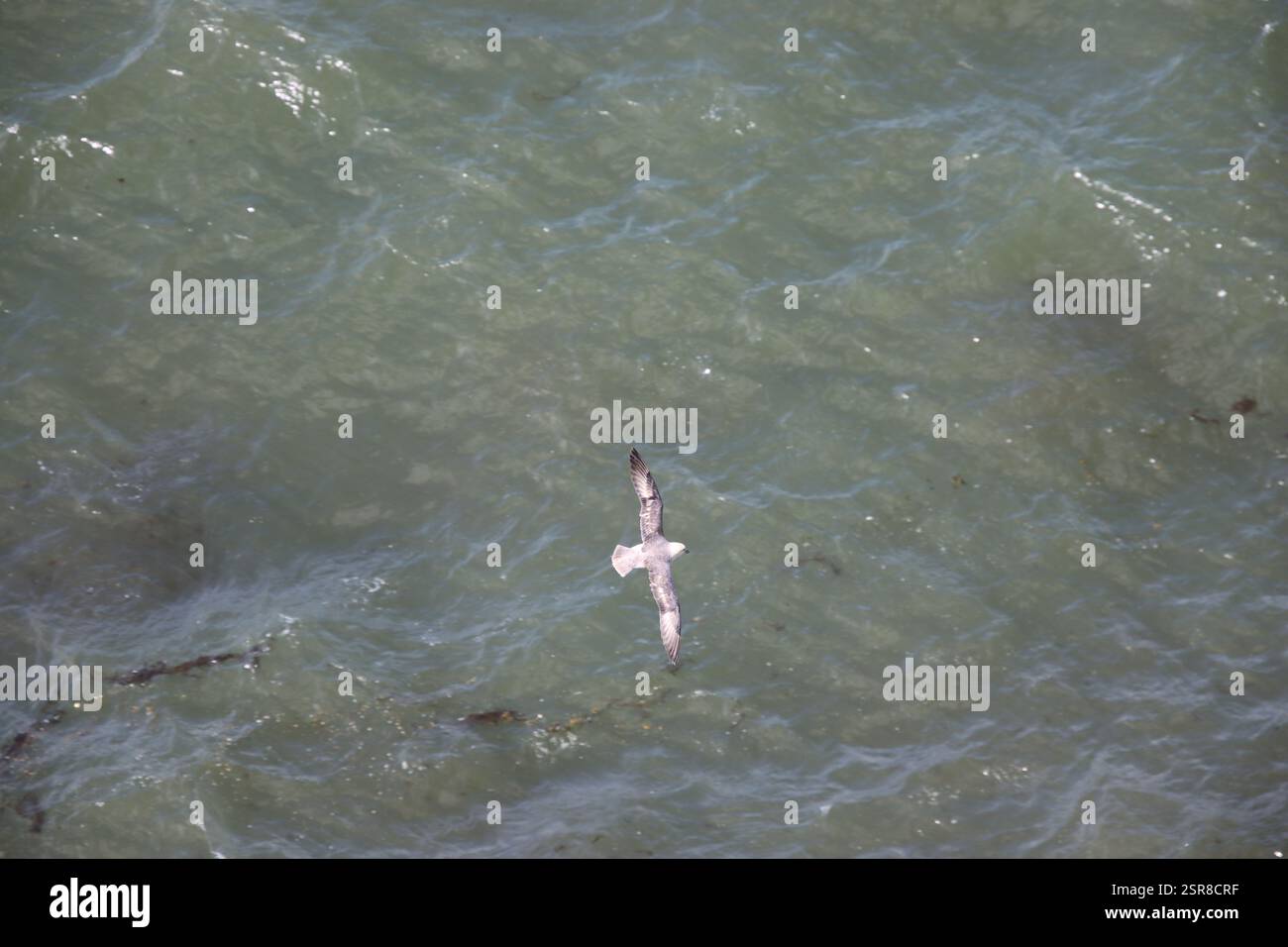 Fulmar settentrionale in volo sulle scogliere dell'Helgoland Foto Stock