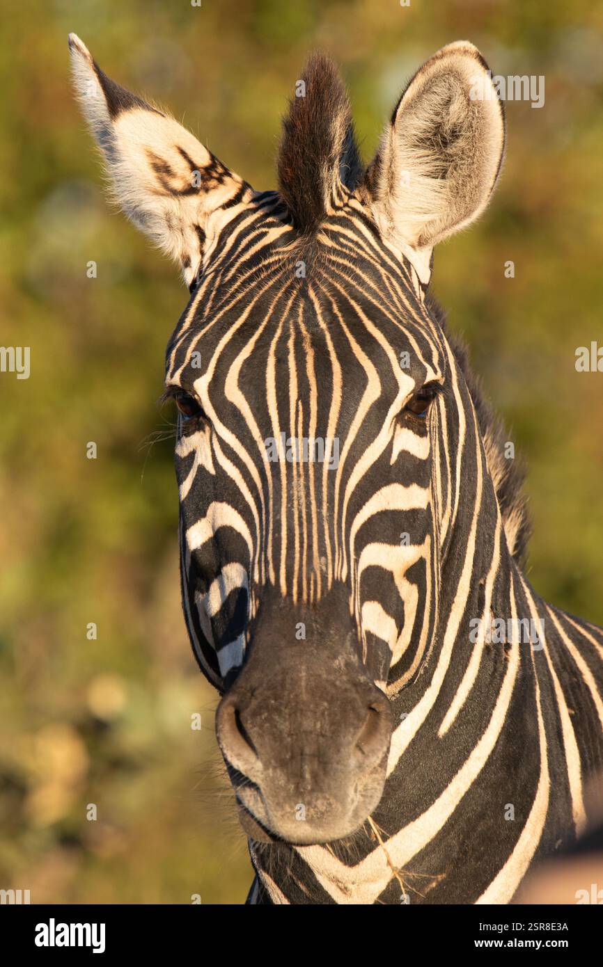 Zebra di Burchell (Equus quagga burchellii), localmente conosciuta anche come Plains zebra, ritratto con lussureggiante sfondo verde nel Parco Nazionale di Kruger, Sudafrica. Foto Stock