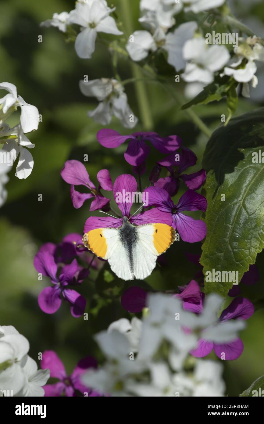 Farfalla con punta d'arancia (Anthocharis cardamine) insetti adulti che si nutrono di fiori oneste da giardino in primavera, Inghilterra, Regno Unito, Europa Foto Stock