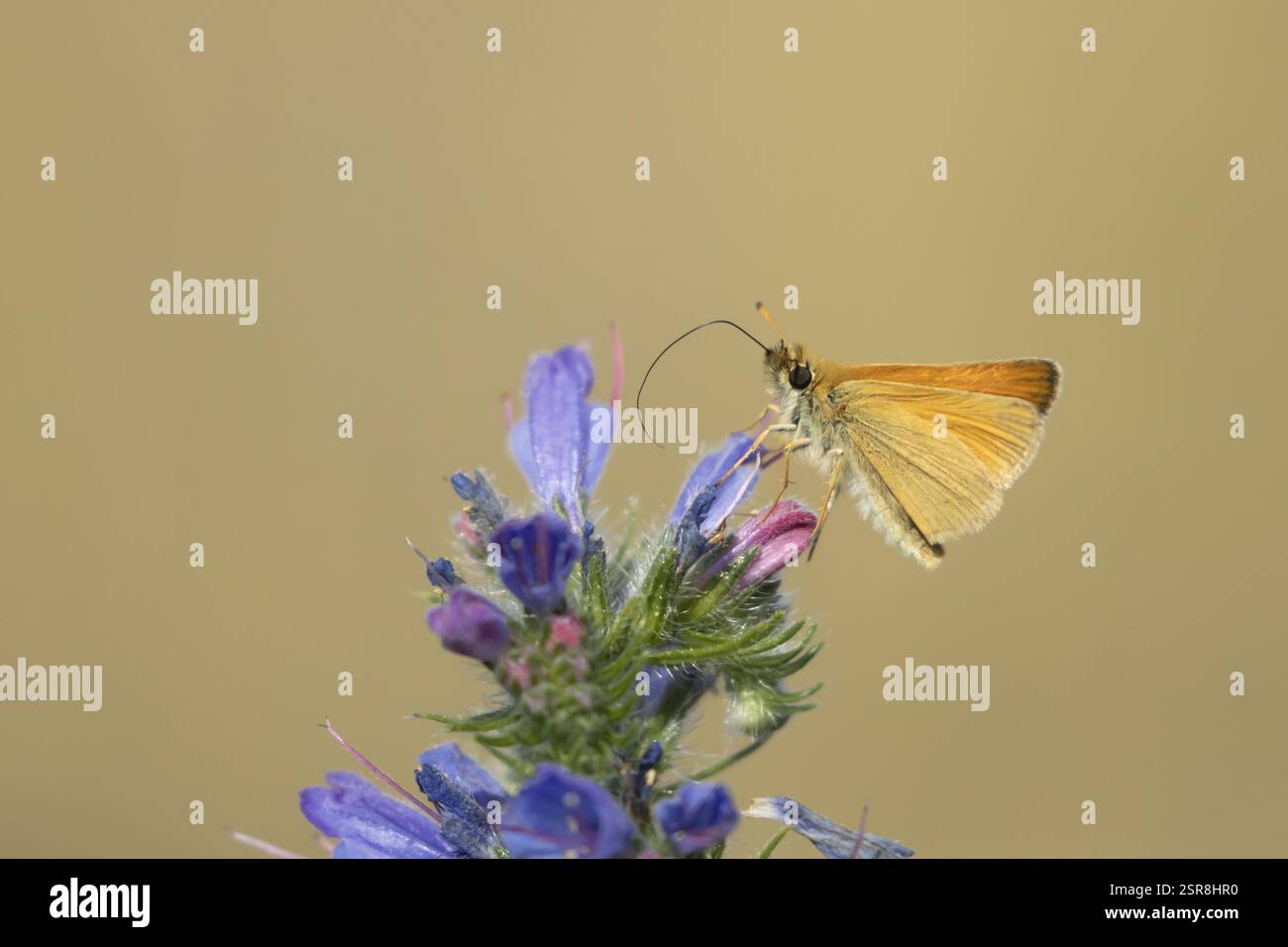 Farfalla piccola skipper (Thymelicus sylvestris) insetto adulto che si nutre di un fiore bugloss di Viper (Echium vulgare) in estate, Inghilterra, Regno Unito, Foto Stock