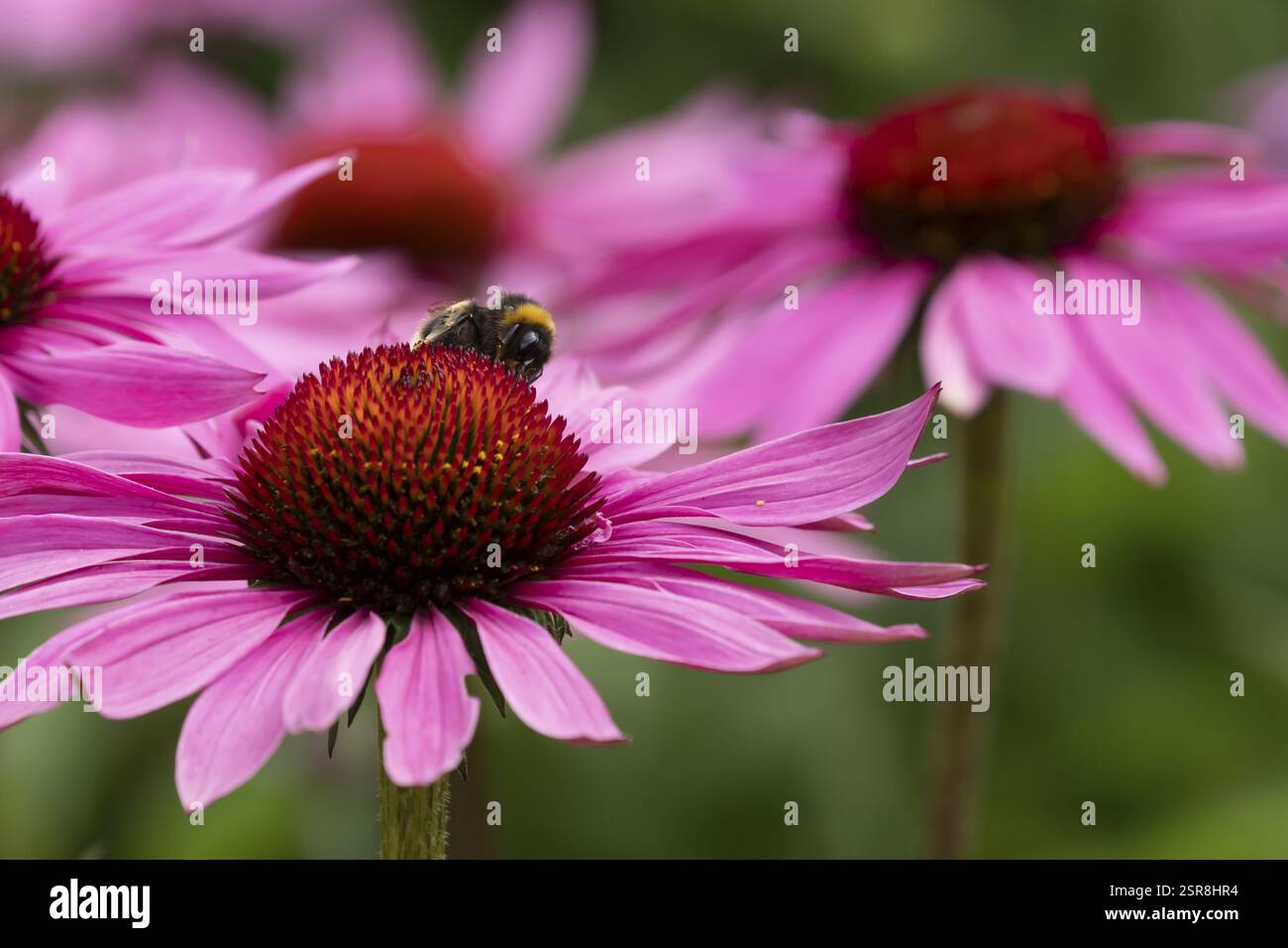 bumblebee dalla coda di buff (Bombus terrestris) ape adulta nutrita con un fiore di Coneflower viola (Echinacea purpurea) in un giardino urbano in estate, Inghilterra, Foto Stock