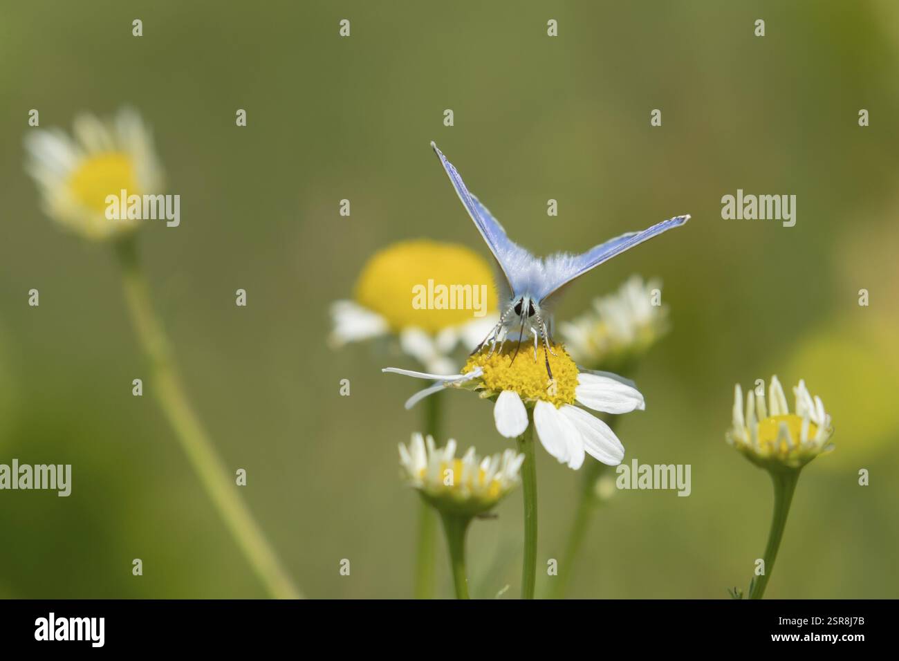 Farfalla blu comune (Polyommatus icarus) insetti adulti che si nutrono di un fiore di alghe Mayweed in estate, Inghilterra, Regno Unito, Europa Foto Stock