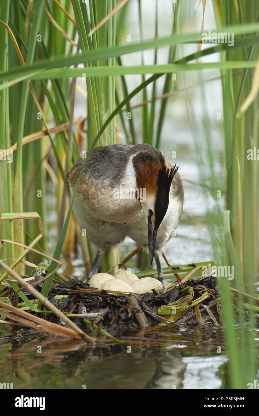 Grande cresta di Grebe (Podiceps cristatus) uccello adulto su un nido con quattro uova su un lago, Inghilterra, Regno Unito, Europa Foto Stock