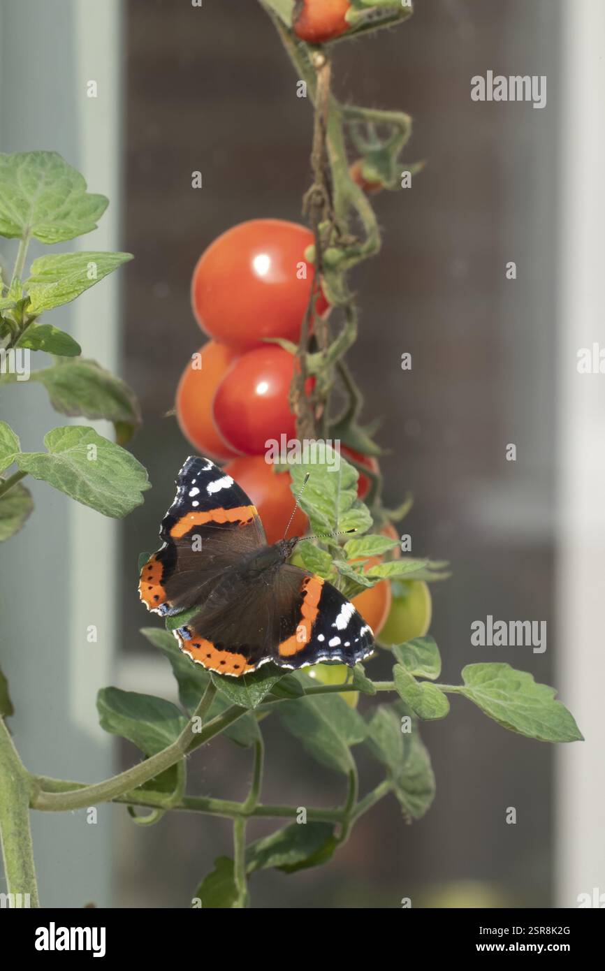 Farfalla ammiraglio rosso (Vanessa atalanta) insetto adulto che riposa su un giardino foglie di pianta di pomodoro in estate, Inghilterra, Regno Unito, Europa Foto Stock