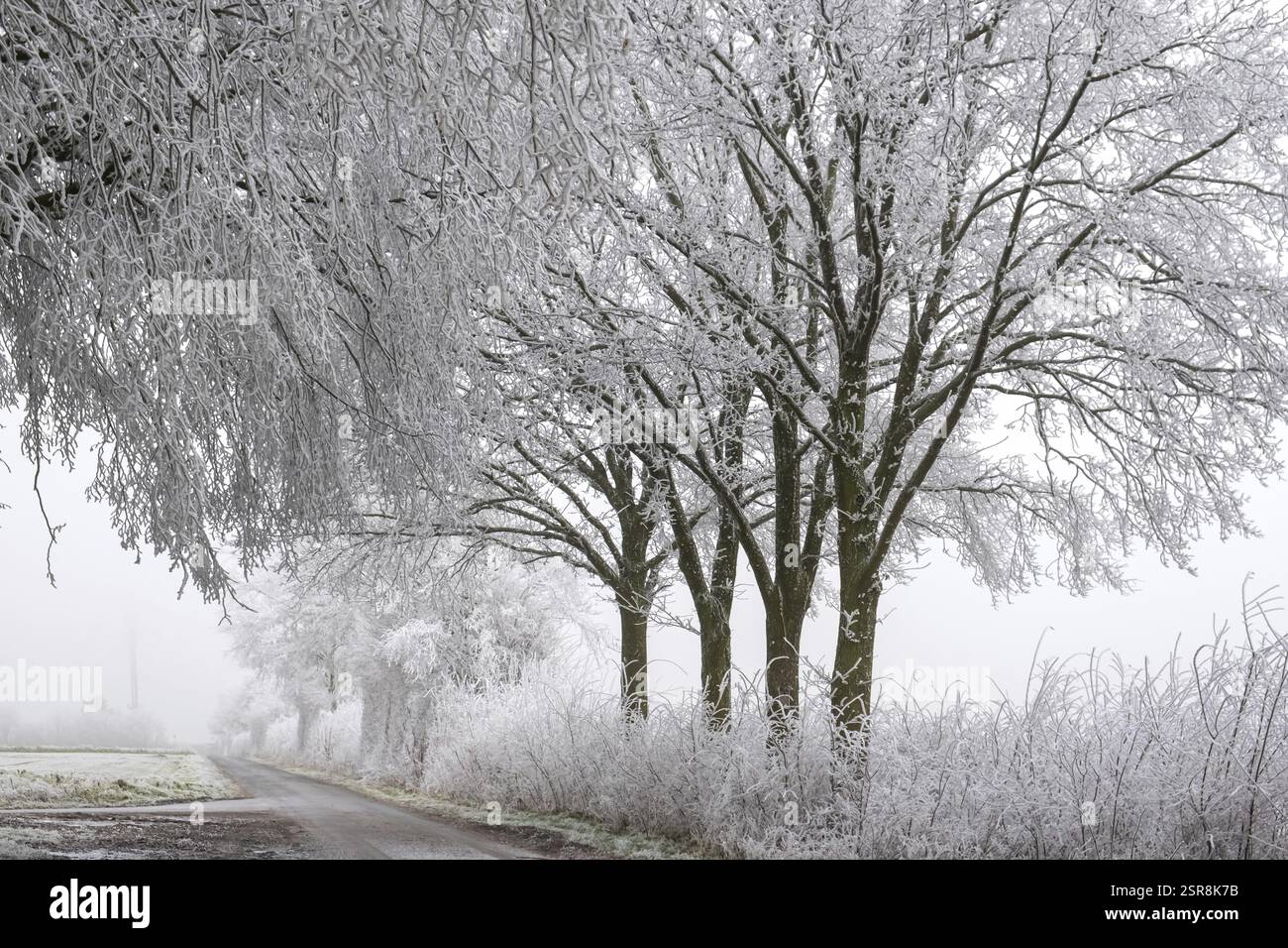 Alberi con parrucchiere su un tranquillo sentiero invernale in condizioni di nebbia, collina Schoeppinger Berg, Schoeppingen, Muensterland, Renania settentrionale-Vestfalia, Germania, EUR Foto Stock