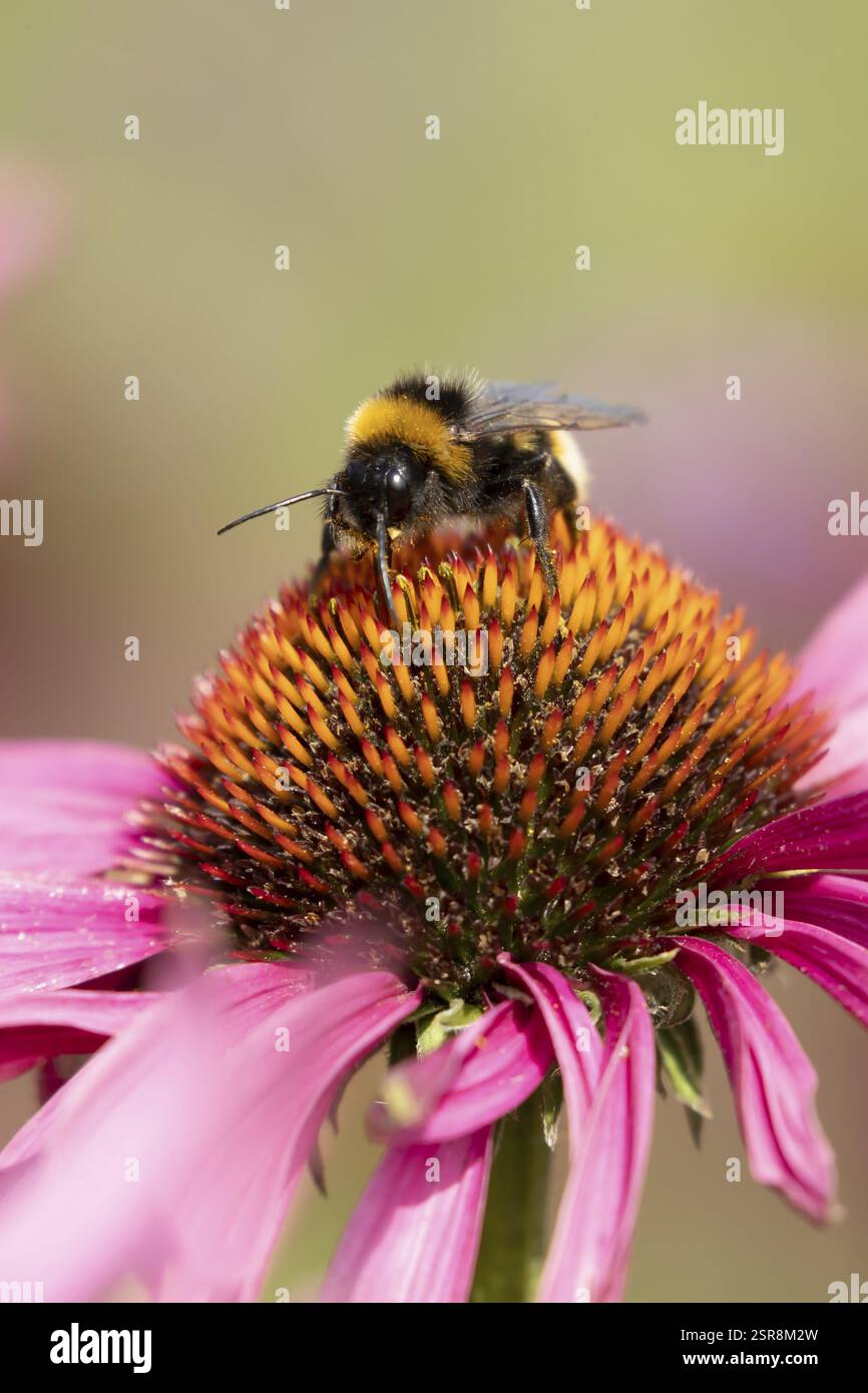 bumblebee dalla coda di buff (Bombus terrestris) ape adulta nutrita con un fiore di Coneflower viola (Echinacea purpurea) in un giardino urbano in estate, Inghilterra, Foto Stock
