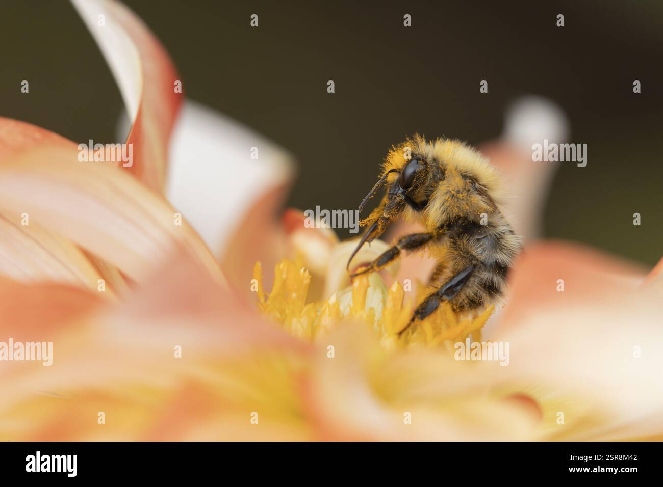 Ape da cardentiere comune (Bombus pascuorum) insetto adulto che si nutre di un fiore di Dahlia in un giardino urbano in estate, Inghilterra, Regno Unito, Europa Foto Stock