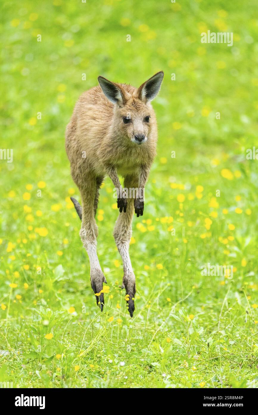 Canguro grigio orientale (Macropus giganteus) su un prato, Baviera, Germania, Europa Foto Stock